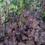 Heuchera 'Chocolate Ruffles' Heuchera 'Chocolate Ruffles'