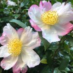 Camellia sasanqua 'Hana Jiman' (camelia invernale) Camelia sasanqua 'Hana Jiman'