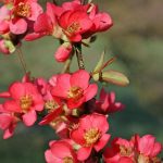 Chaenomeles speciosa 'Umbilicata' (cydonia) Chaenomeles speciosa 'Umbilicata' (cydonia)