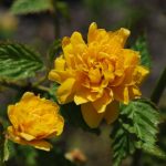 Kerria japonica 'Pleniflora' Kerria japonica "Pleniflora"