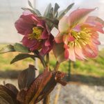 Helleborus x 'Party Dress' Helleborus x 'Party Dress'