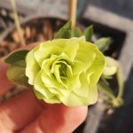 Helleborus orientalis 'Double Green' Helleborus orientalis 'Double Green'