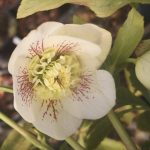 Helleborus 'White Spotted Tutu' Helleborus 'White Spotted Tutu'