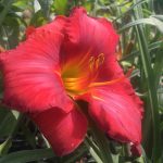 Hemerocallis 'Amadeus' Hemerocallis 'Amadeus'