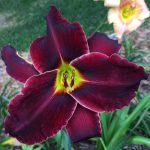 Hemerocallis 'Ed Murray' Hemerocallis 'Ed Murray'