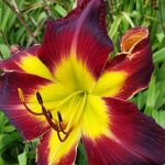 Hemerocallis 'Persian Ruby' Hemerocallis 'Persian Ruby'