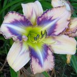Hemerocallis 'Destined to See' Hemerocallis 'Destined to See'