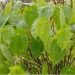 Pilea insolens Pilea insolens