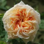 Rosa "Gloire de Dijon" Rosa "Gloire de Dijon"