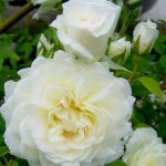 Rosa 'Lamarque' Rosa 'Lamarque'