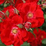 Rosa 'Roter Korsar' ('KORromalu') Rosa 'Roter Korsar' ('KORromalu')
