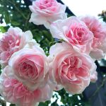Rosa ‘Jasmina’ ('Korcentex') Rosa ‘Jasmina’