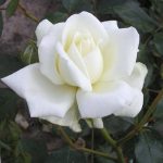 Rosa ‘White New Dawn’ Rosa ‘White New Dawn’