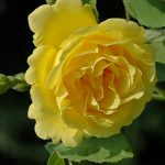 Rosa 'Golden Gate' (KORgolgat) Rosa 'Golden Gate' (KORgolgat)