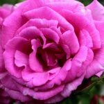 Rosa 'Zéphirine Drouhin' Rosa 'Zéphirine Drouhin'