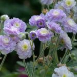 Geranium pratense 'Summer Skies' Geranium pratense 'Summer Skies'