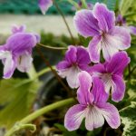 Viola chaerophylloides 'Beni-zuru' Viola chaerophylloides 'Beni-zuru'