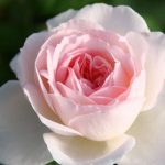 Rosa 'Sharifa Asma' Rosa 'Sharifa Asma'