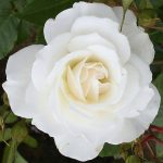Rosa 'Climbing Iceberg' Rosa 'Climbing Iceberg'