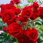 Rosa 'Amadeus' ('KORlabriax') Rosa 'Amadeus' ('KORlabriax')