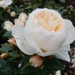 Rosa ‘Uetersener Klosterrose’ Rosa ‘Uetersener Klosterrose’