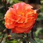 Rosa 'Naranga' Rosa 'Naranga'