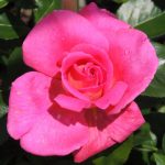 Rosa ‘Climbing Parfum Royal' Rosa ‘Climbing Parfum Royal'