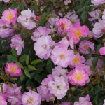 Rosa 'Lavender Dream' Rosa 'Lavender Dream'