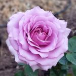 Rosa 'Love Song' Rosa 'Love Song'
