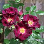 Rosa 'Night Owl' Rosa 'Night Owl'