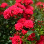 Rosa "Gartnerfreude" Rosa "Gartnerfreude"