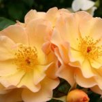 Rosa 'Amber Sun' Rosa 'Amber Sun'