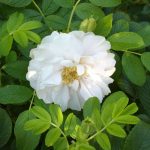 Rosa 'Blanc Double de Coubert' Rosa 'Blanc Double de Coubert'