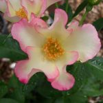 Rosa 'Liolà' Rosa 'Liolà'