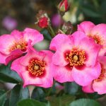 Rosa 'Peace & Love' Rosa 'Peace & Love'