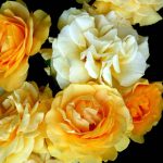 Rosa 'Julia's Child' Rosa 'Julia's Child'