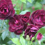 Rosa 'Burgundy Iceberg' Rosa 'Burgundy Iceberg'