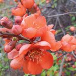 Chaenomeles speciosa "Orange Beauty" (cydonia) Chaenomeles speciosa "Orange Beauty" (cydonia)