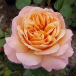 Rosa 'Capri' Rosa 'Capri'