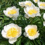 Paeonia lactiflora 'Jan van Leeuwen' Paeonia lactiflora 'Jan van Leeuwen'