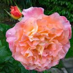 Rosa 'Augusta Luise' Rosa 'Augusta Luise'