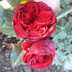 Rosa 'Admiral' Rosa 'Admiral'