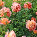 Rosa 'Lady of Shallot' Rosa 'Lady of Shallot'