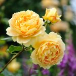 Rosa 'Golden Celebration’ Rosa 'Golden Celebration’
