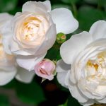 Rosa 'Desdemona' Rosa 'Desdemona'
