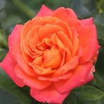 Rosa 'Vulcano' Rosa 'Vulcano'