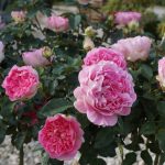 Rosa 'Borneo Odore' Rosa 'Borneo Odore'