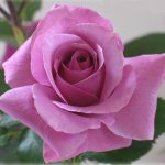 Rosa 'Barbra Streisand' Rosa 'Barbra Streisand'