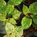 Fallopia japonica 'Variegata' Fallopia japonica 'Variegata'