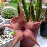 Stapelia schinzii Stapelia schinzii